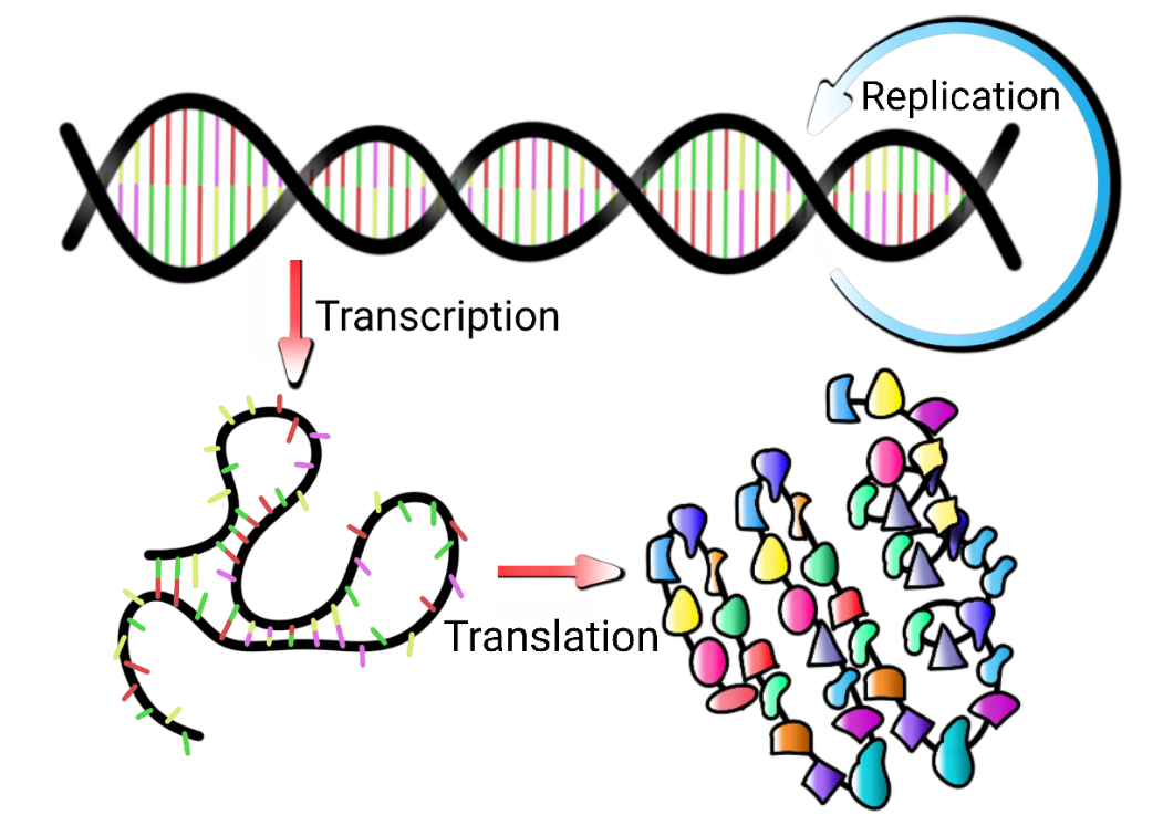 Doodle summarizing the central dogma: DNA is transcribed into RNA, which is translated into protein.