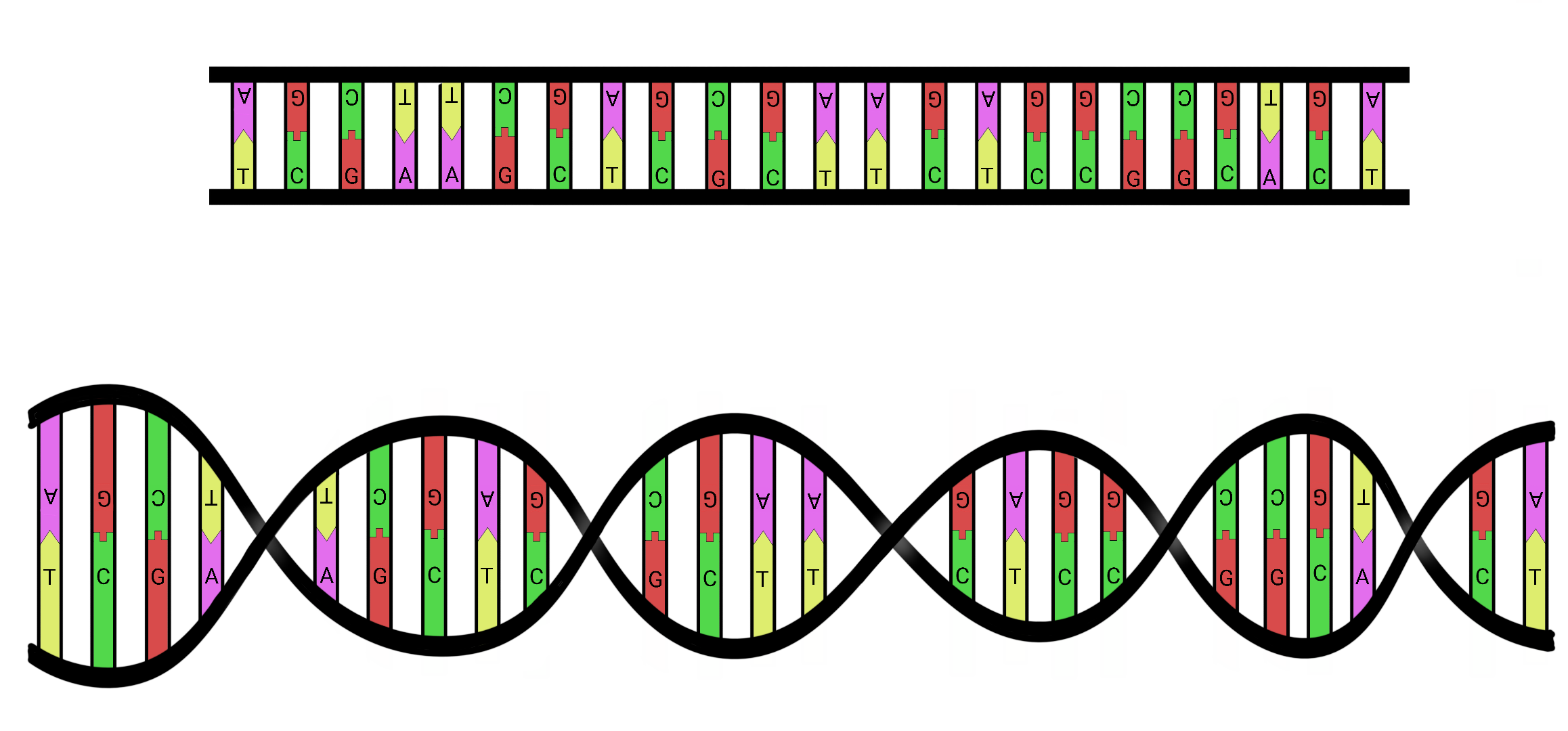 Doodle of the DNA double helix, showing two backbones with A paired to T and C paired to G in the middle.