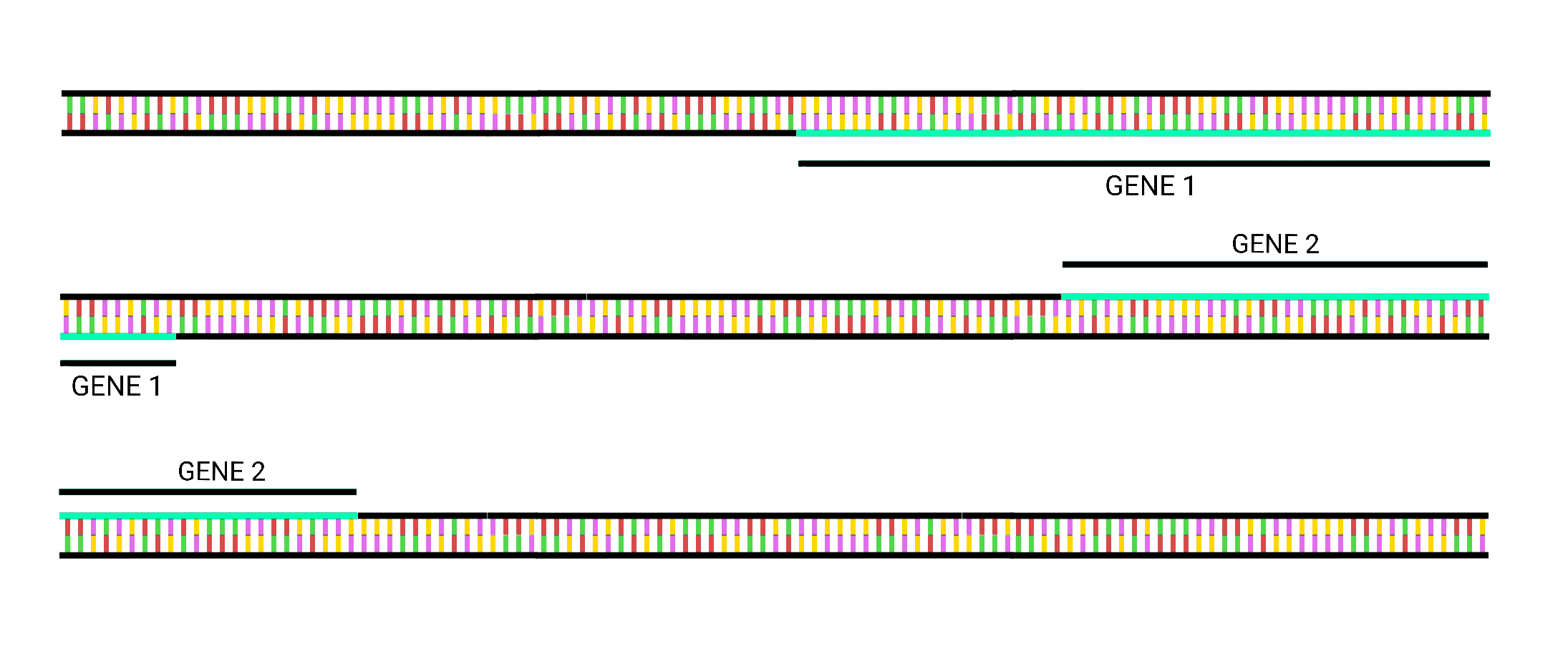 Doodle of a DNA strand with a short stretch highlighted as a gene, surrounded by non-coding sequence.