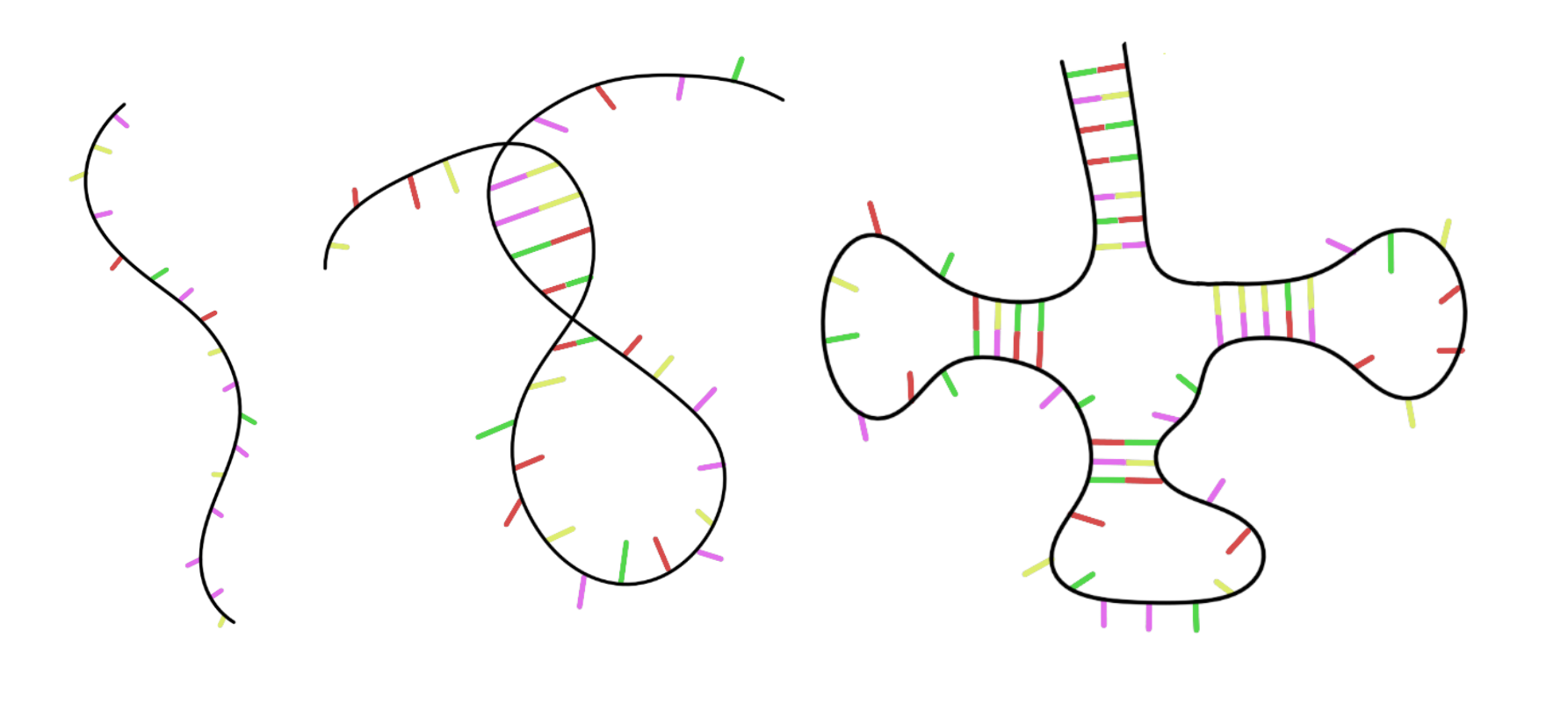 You may see a version of the RNA on the right a bit later...