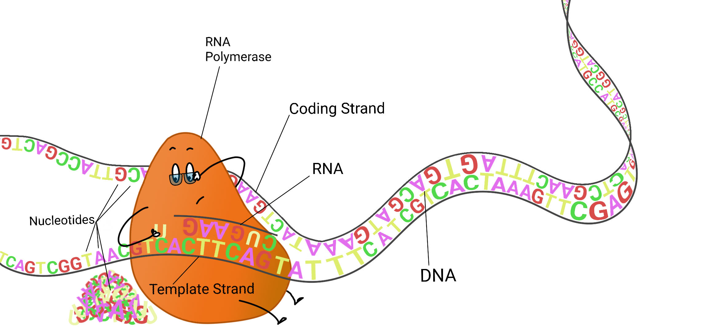 The same transcription doodle with the DNA template strand, RNA polymerase, and new RNA strand labeled.