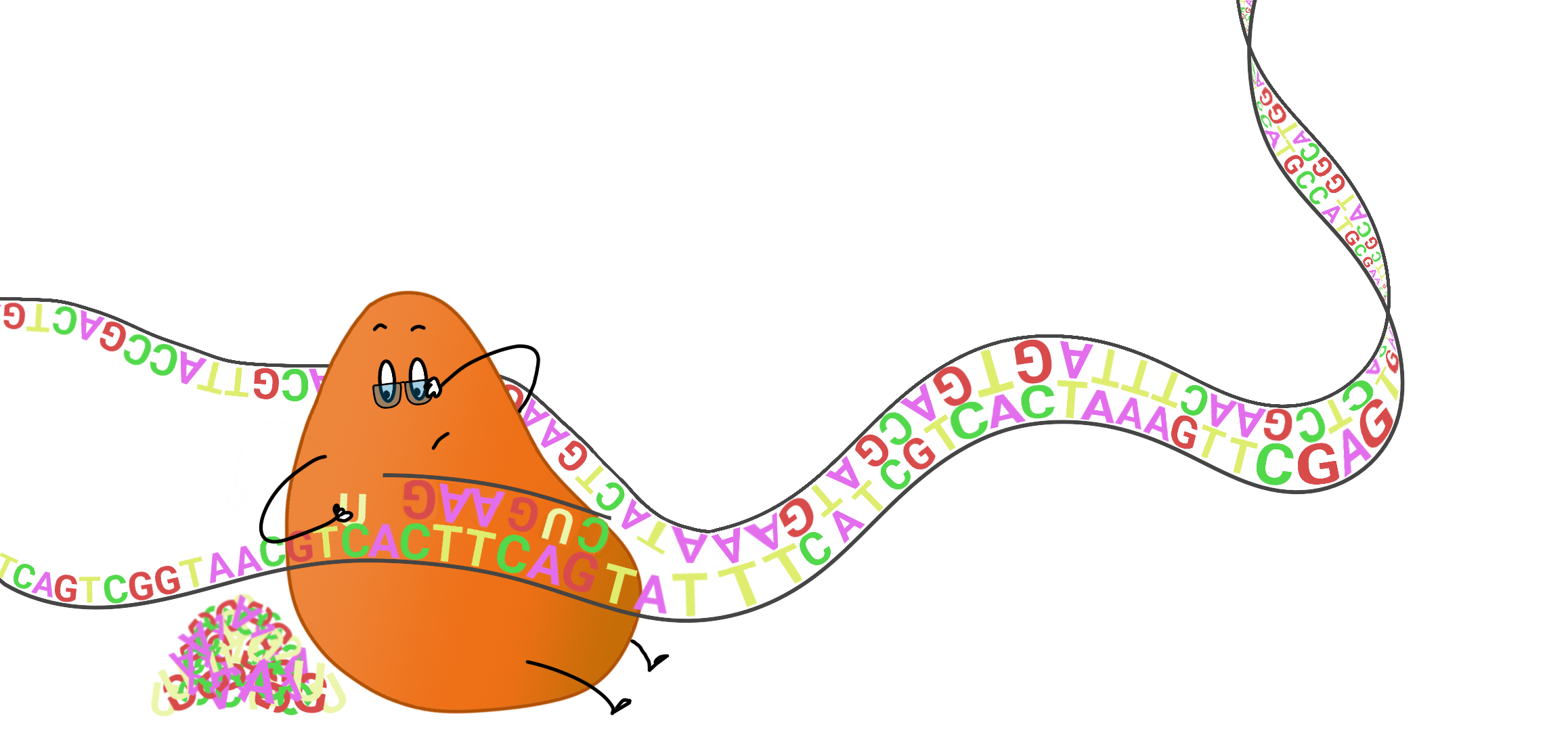 Doodle of RNA polymerase moving along a DNA strand and laying down a matching RNA strand behind it.