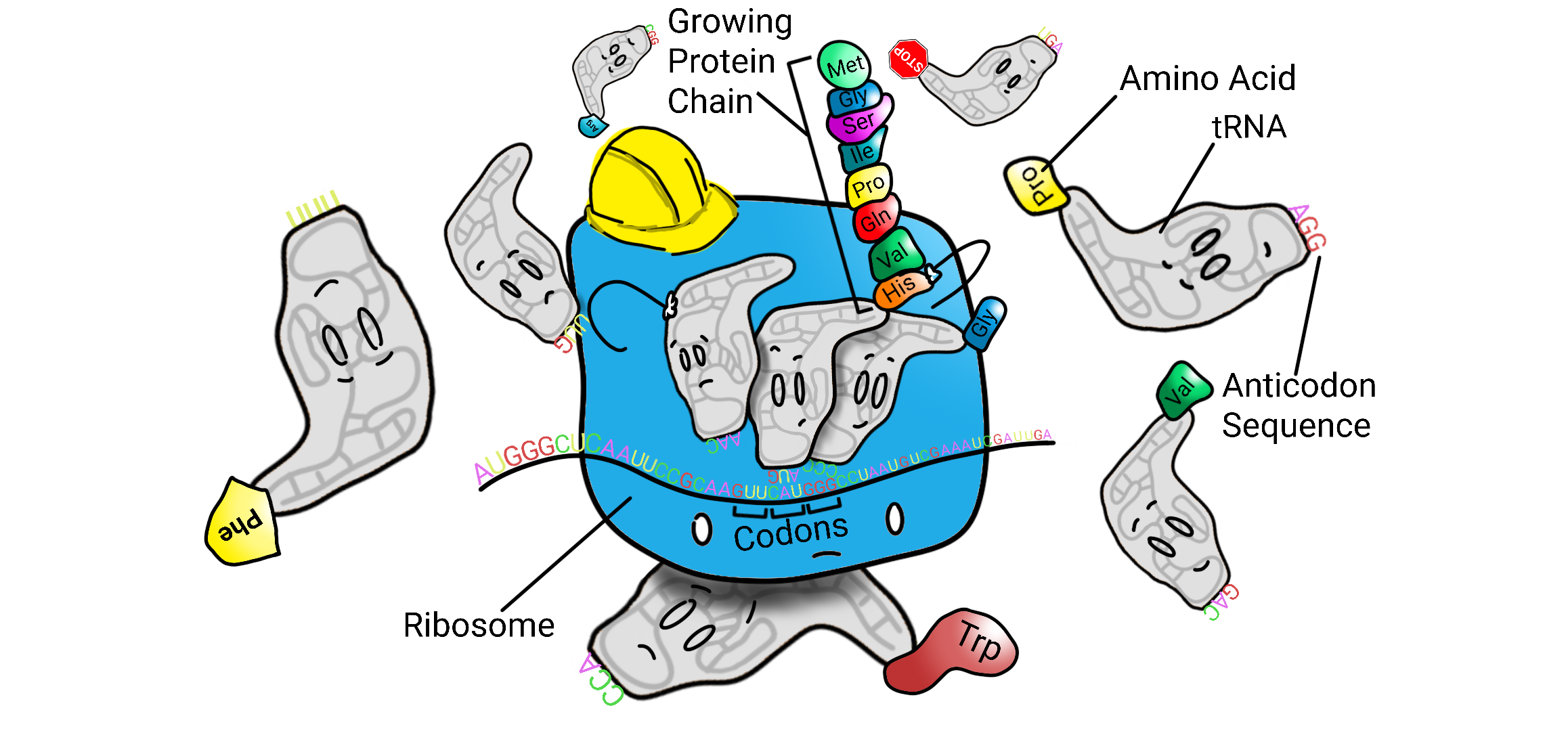 The translation doodle with the mRNA, ribosome, incoming tRNA, and growing amino acid chain labeled.