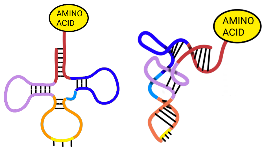 The left depiction would be what tRNA looks like laid out flat. Once it is allowed to bind up it looks more like what you see on the right.